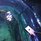 Image for article titled New, Ultrafast Swimming Drones Are Tiny Ocean Explorers